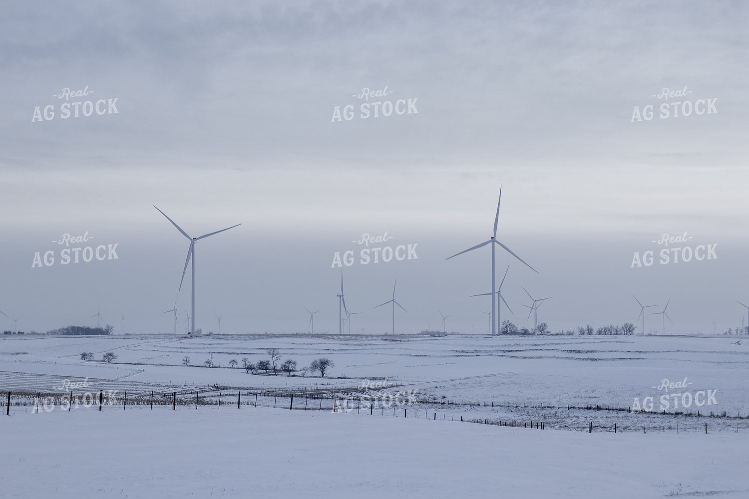 Snowy Pasture 67184