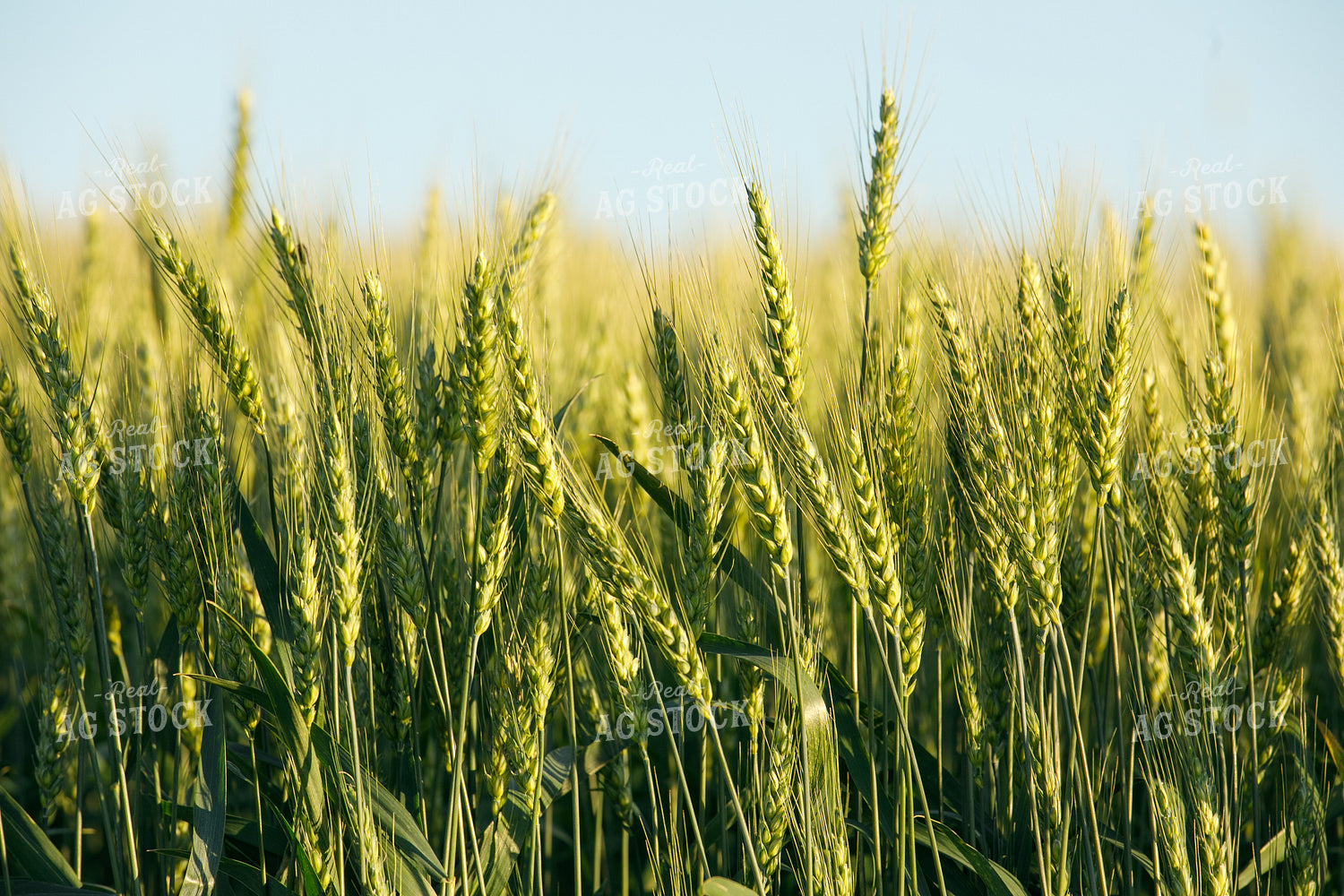 Wheat Close Up 145103