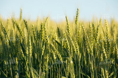 Wheat Close Up 145103