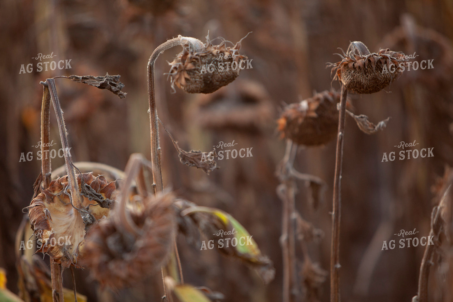 Sunflowers 2101
