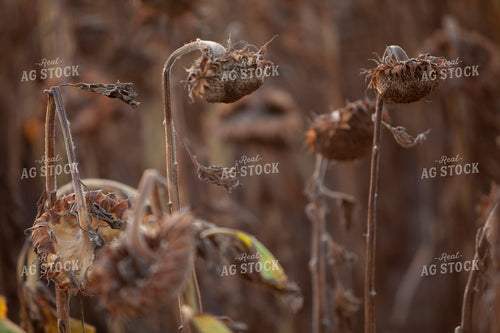 Sunflowers 2101
