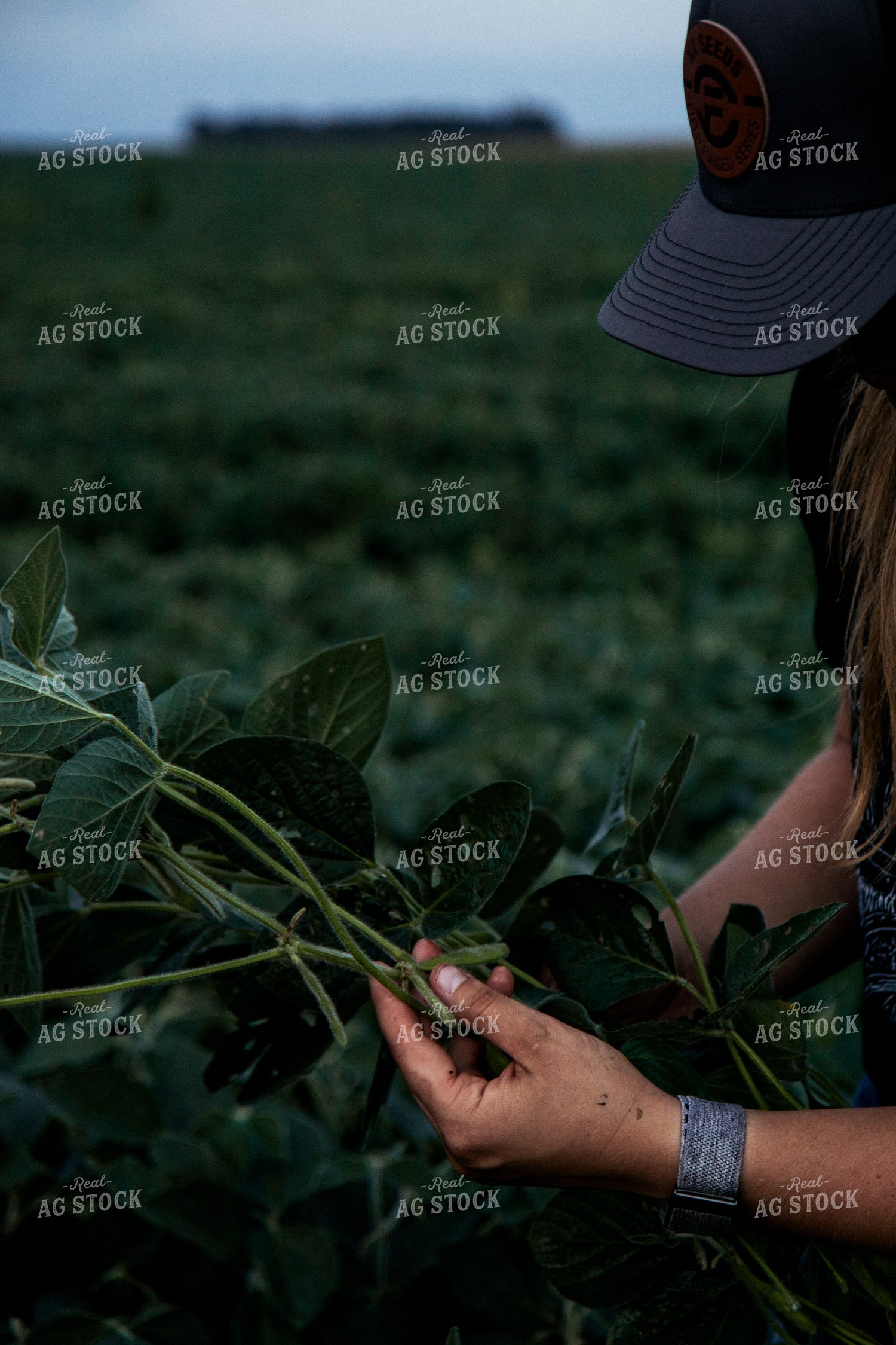 Checking Soybeans 67491