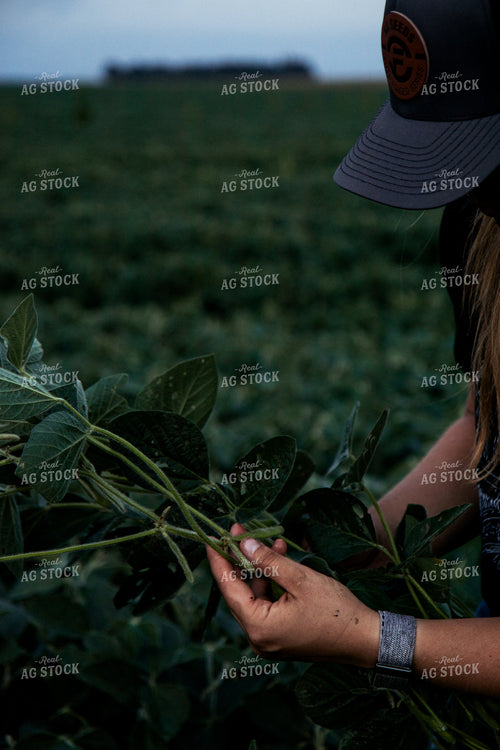Checking Soybeans 67491