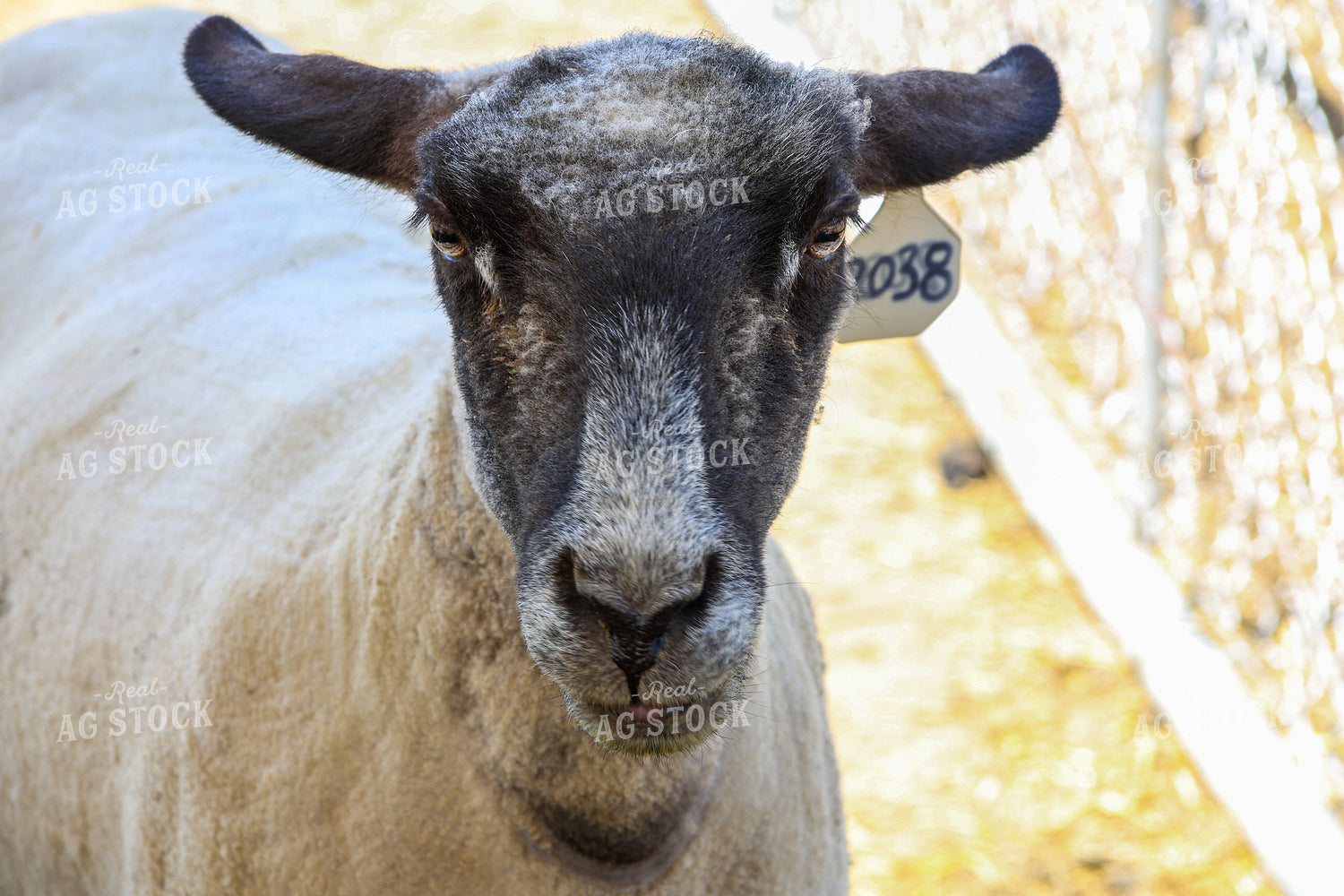 Sheep 84250