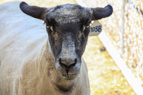 Sheep 84250