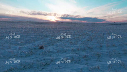 Uncut Hailed Wheat Stubble Covered in Snow 239126