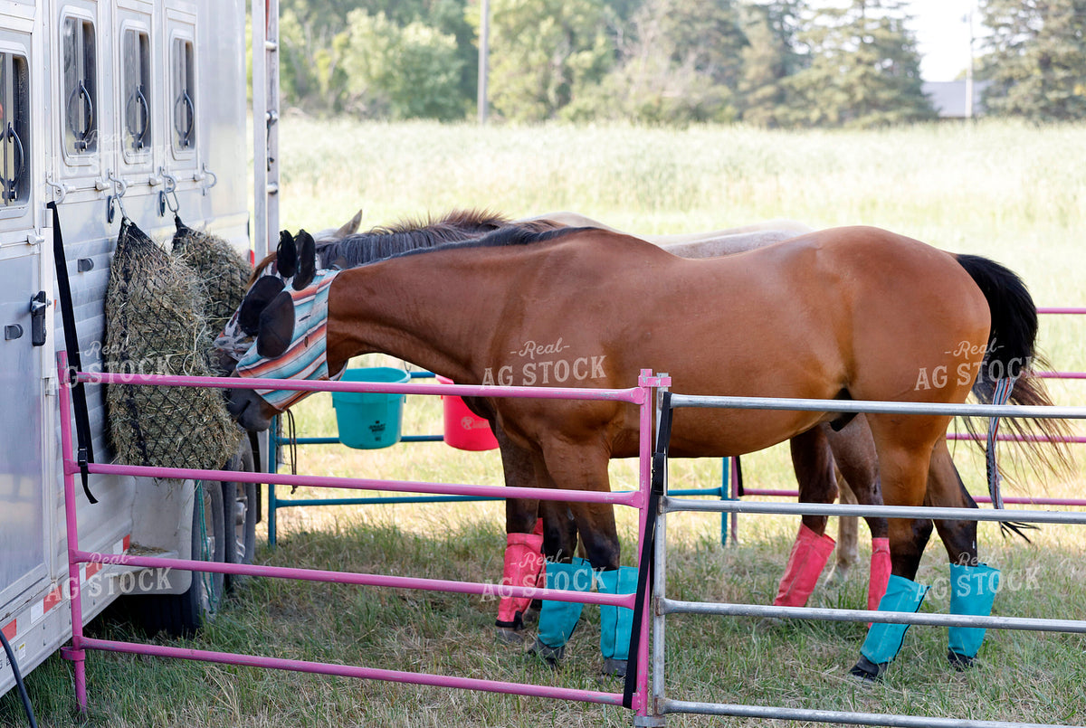 Horses and Trailer 141690