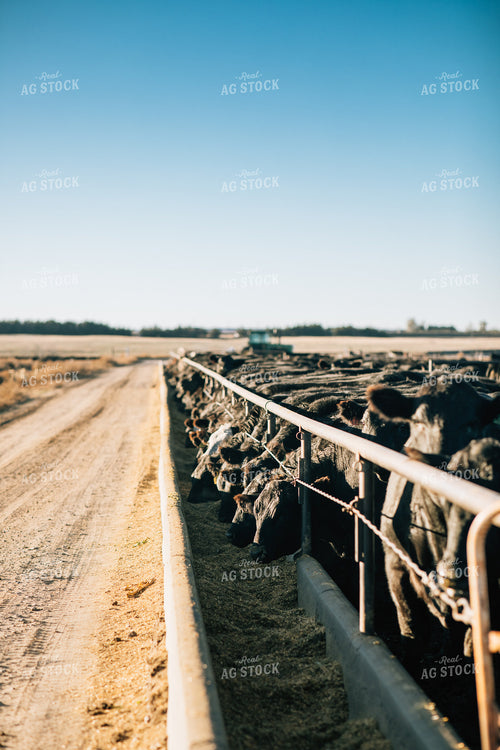 Cattle Eating out of Feed Bunk 53058