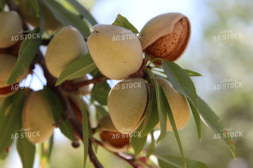 Pecans 102143