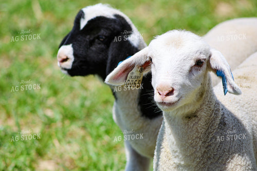 Lambs 84277