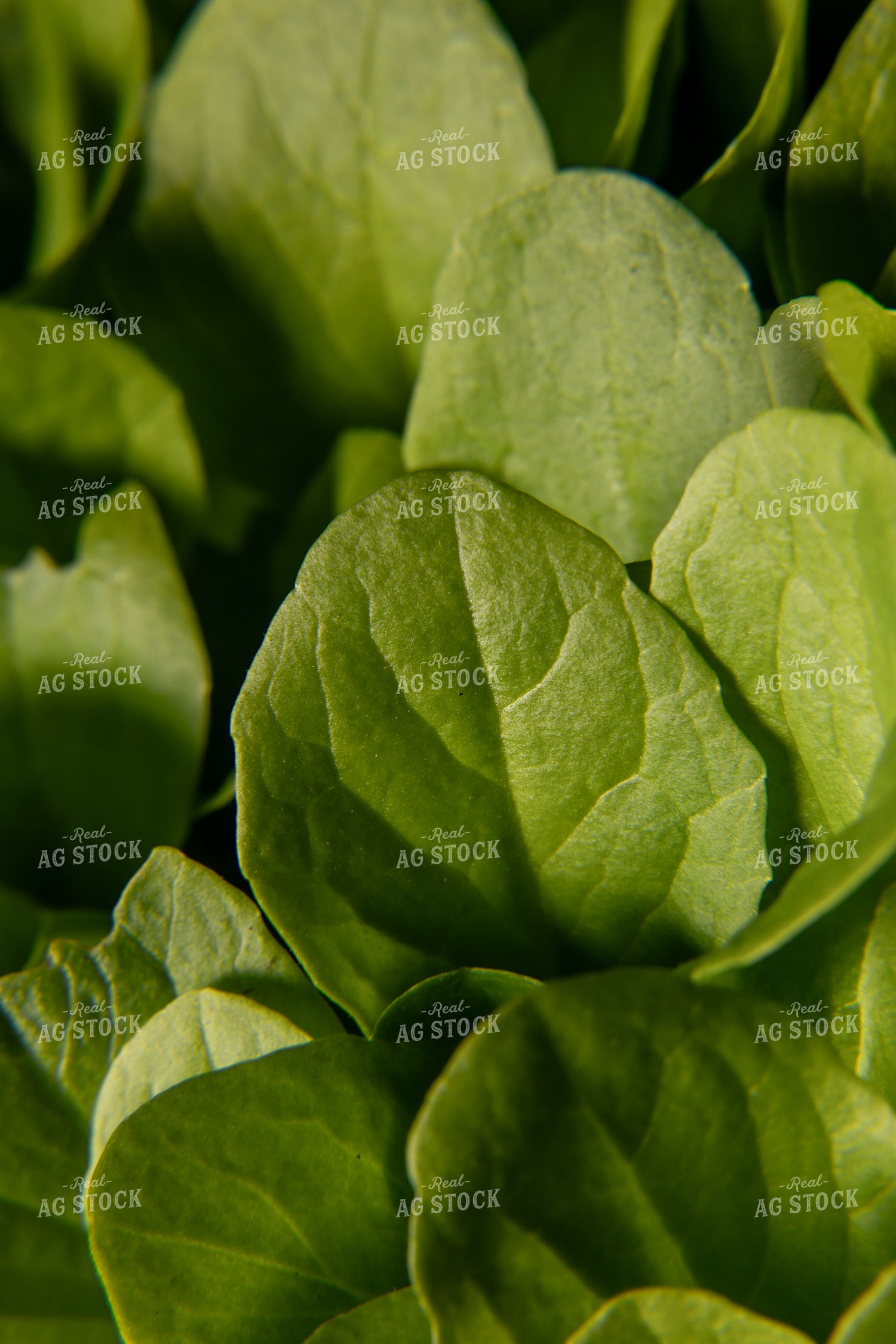 Lettuce 304112