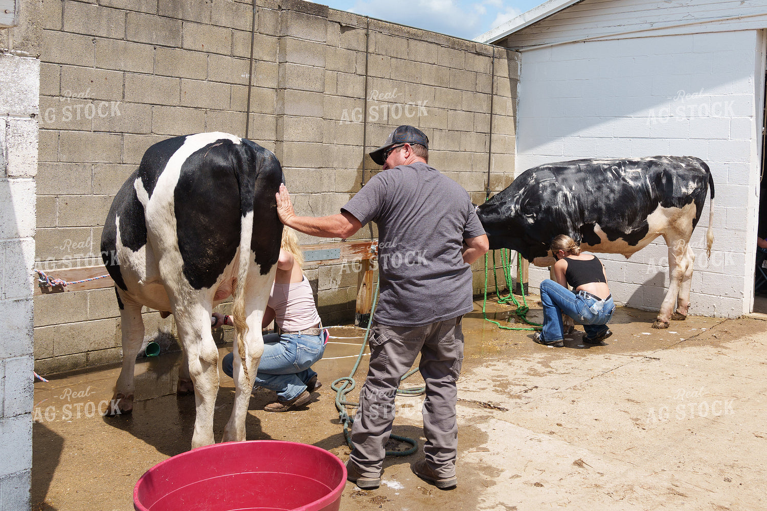 Washing Holstein Show Cows 52822