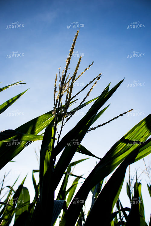 Green Corn Tassel 67123