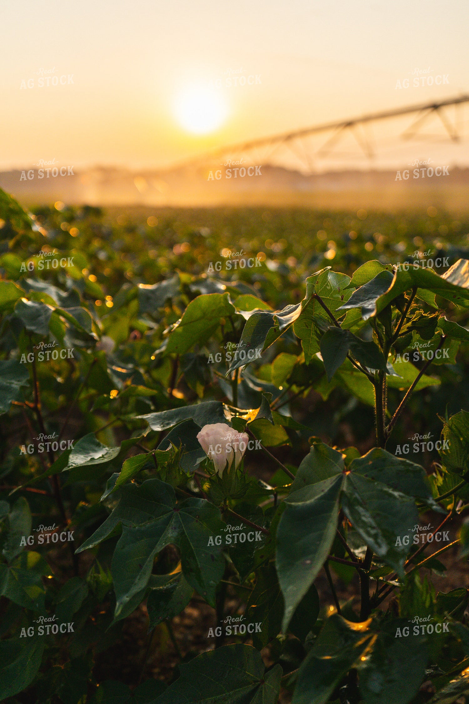 Irrigated Cotton Field 128040