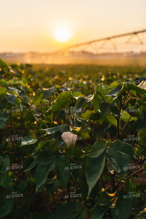 Irrigated Cotton Field 128040