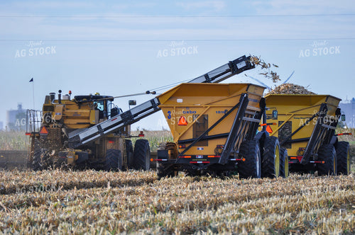 Seed Corn Harvest 103050