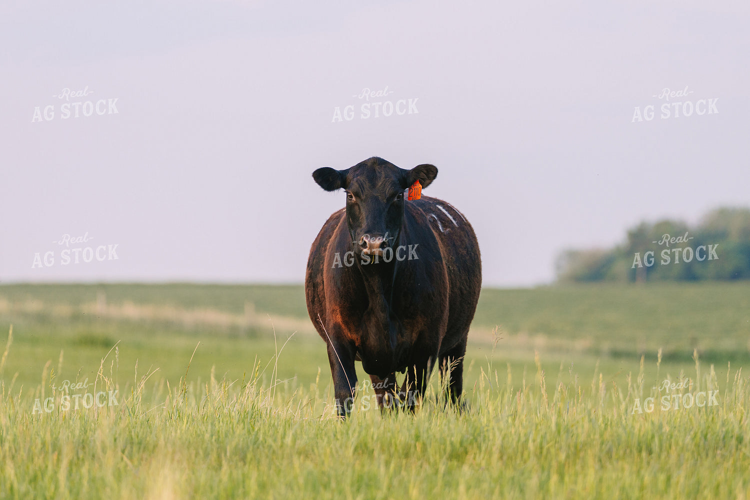 Black Angus Cattle on Pasture 68260