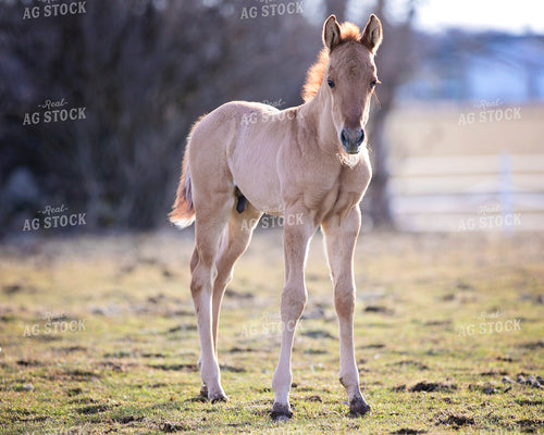 Horse in Pasture 55119