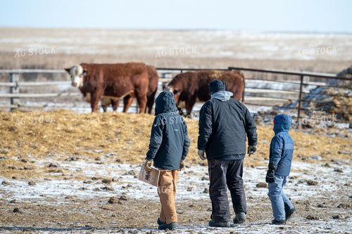 Farmers Checking Cattle in Winter 212097