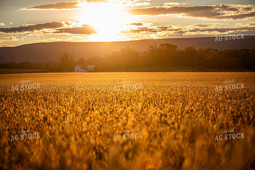 Scenic Sunset over Dried Soybean Field 270413