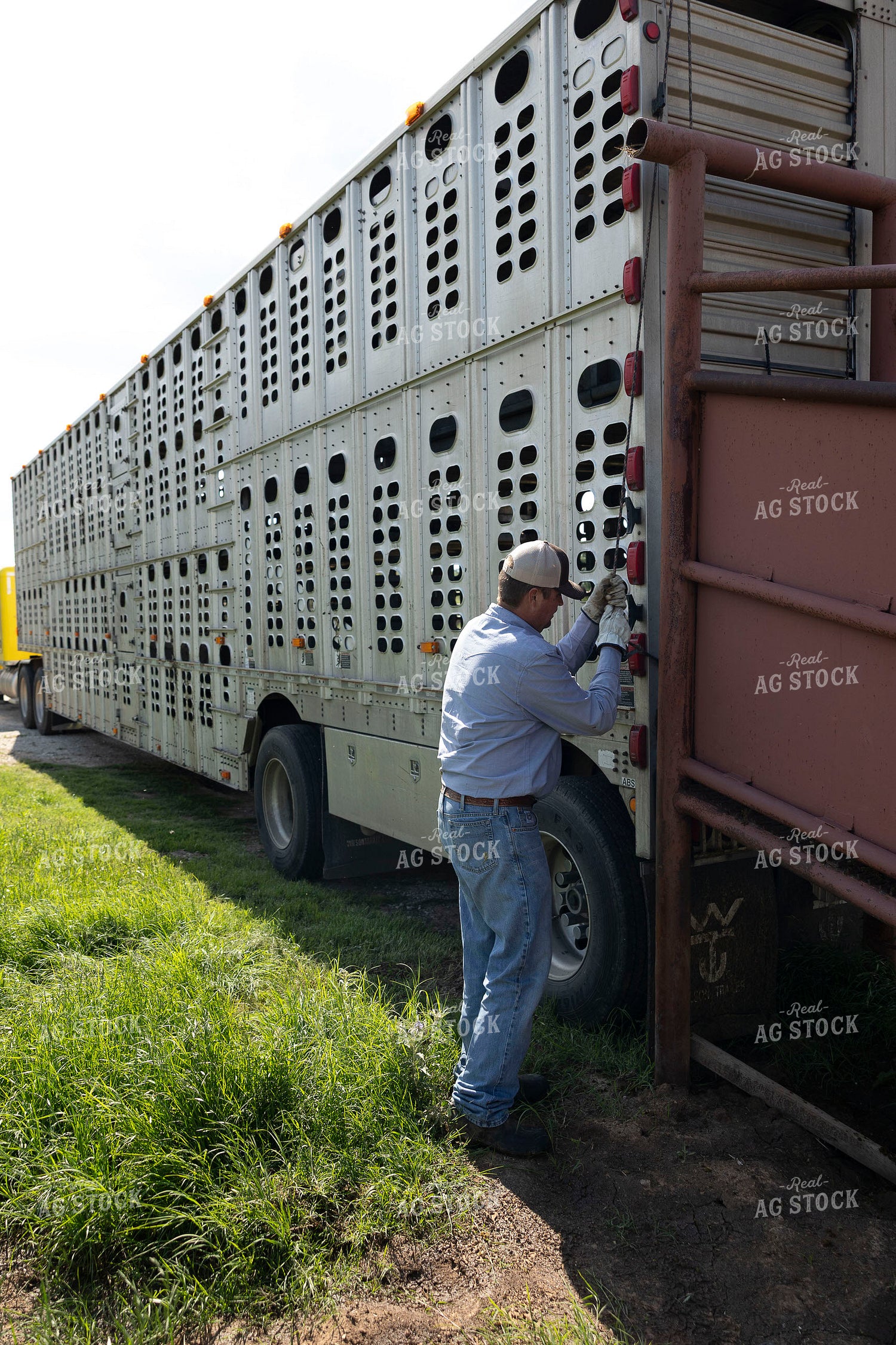 Rancher Loading Cattle 205086
