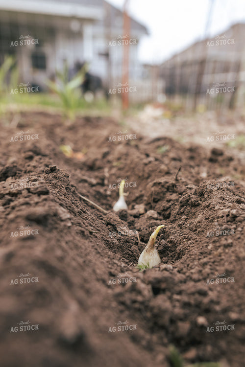 Planting Onions 162035