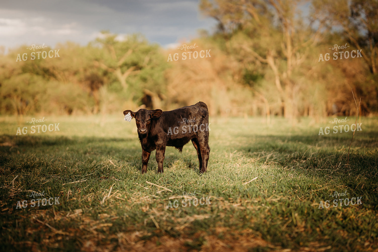 Black Angus Calf on Pasture 196305