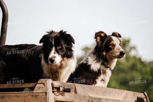 Farm Dogs 220006