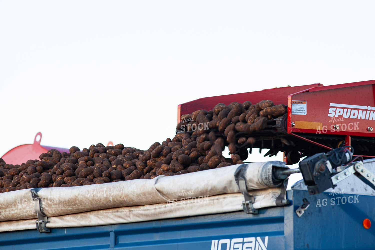 Potato Harvest 132178