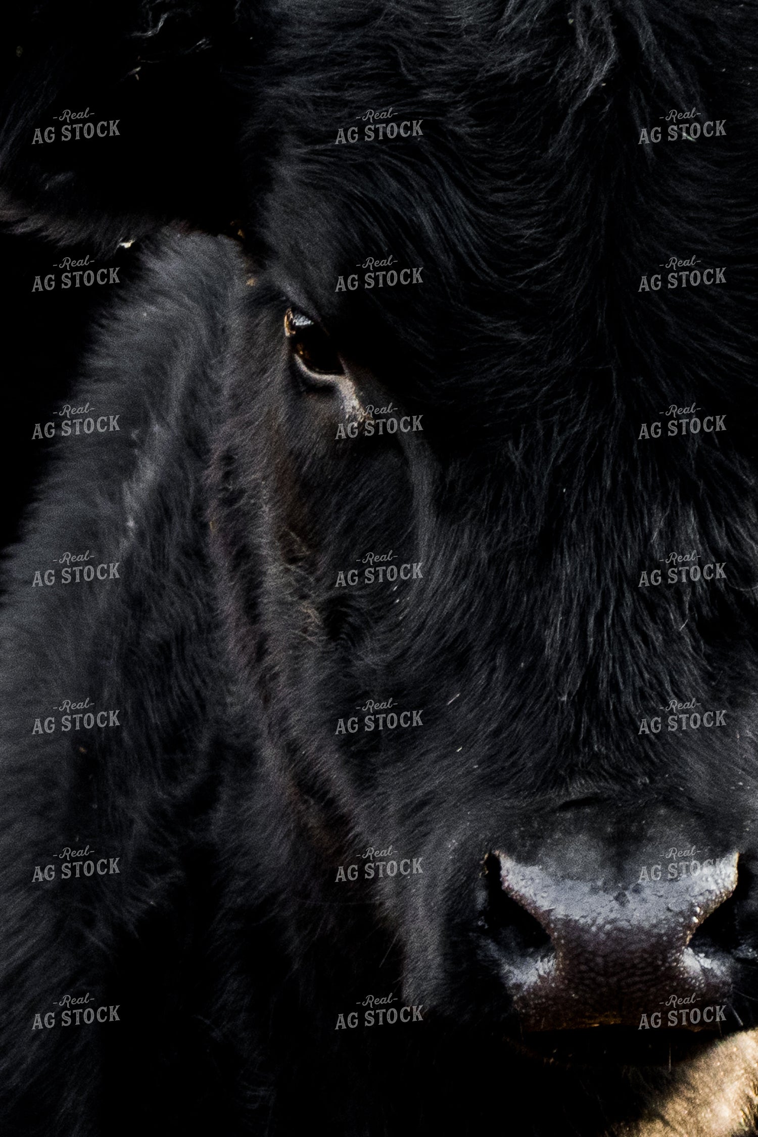 Angus Cow Head 67054