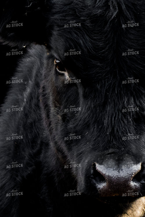 Angus Cow Head 67054