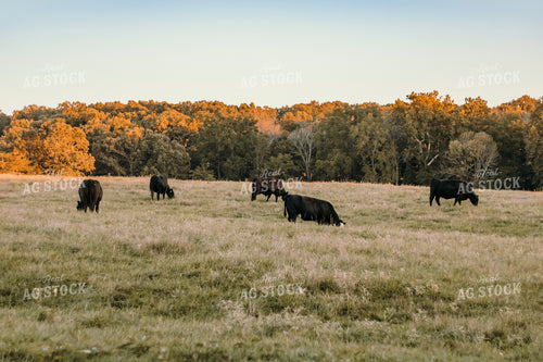 Cattle Grazing in Pasture 108013