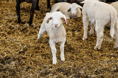 Lamb 84287