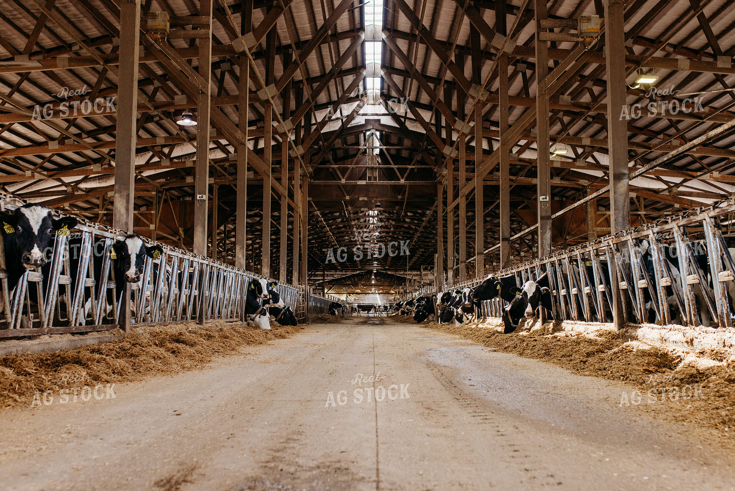Holstein Cattle in Open Air Dairy Barn 152084