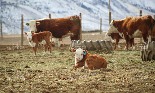 Hereford Cow and Calf Pair 78087