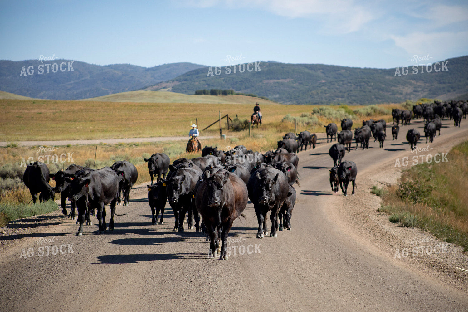 Cattle Drive 117419