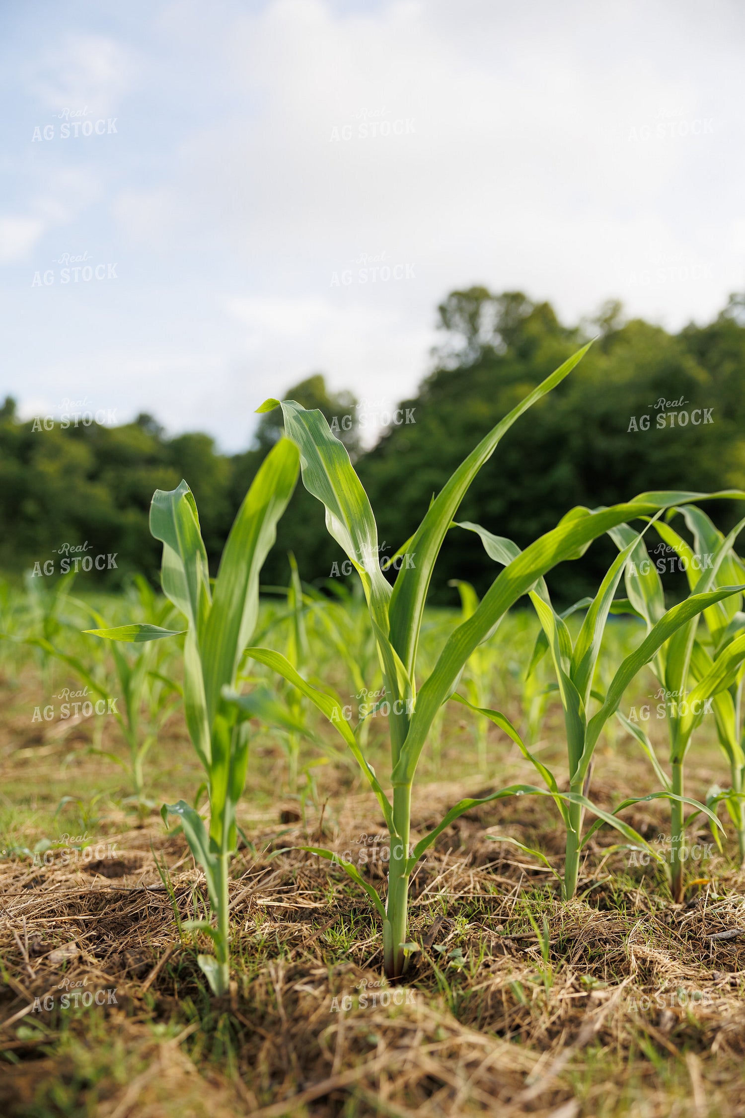 Early Growth Corn Field 295022