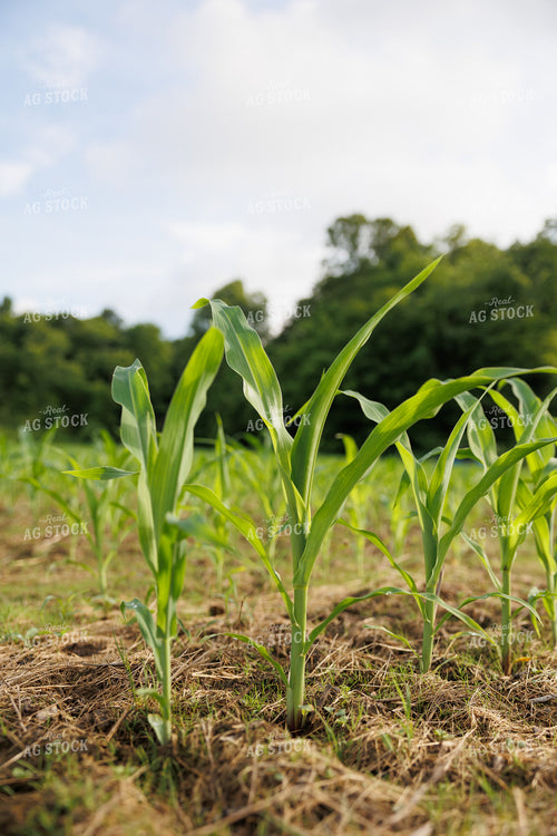 Early Growth Corn Field 295022