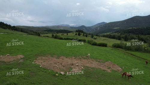 Horses in Montana Pasture 92036