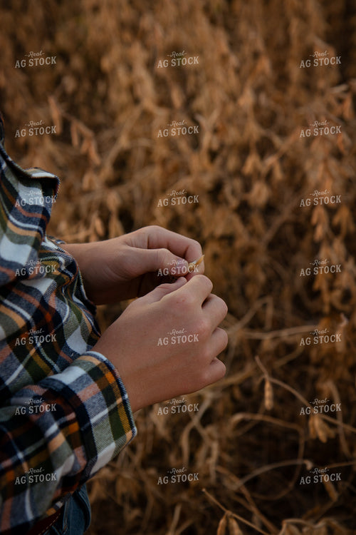 Checking Soybean Moisture 268091