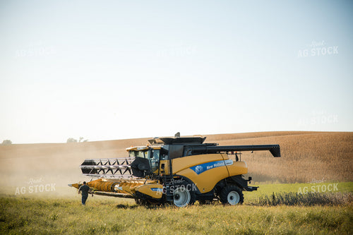 Soybean Harvest 215090
