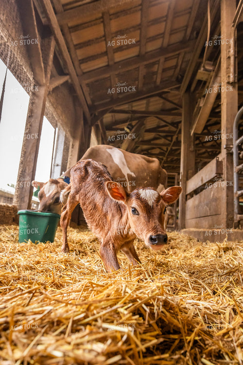 Newborn Jersey Calf 270253