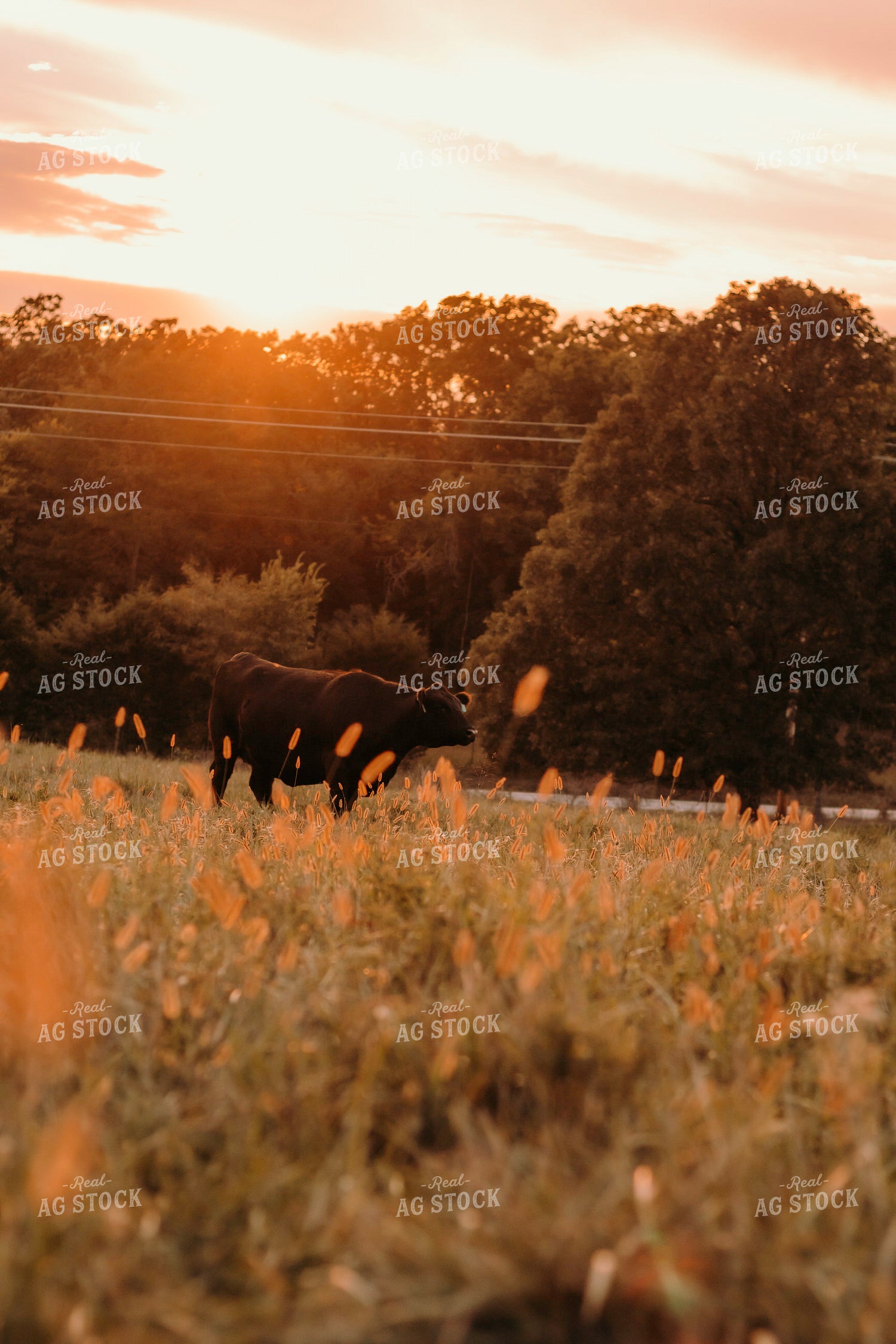 Angus Cow in Pasture 108028
