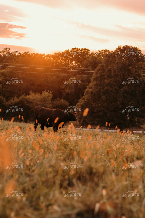 Angus Cow in Pasture 108028