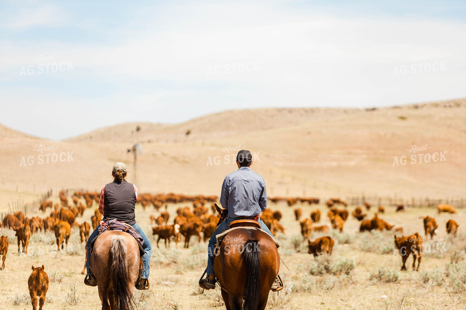 Ranchers Gathering Cattle on Horseback 97215