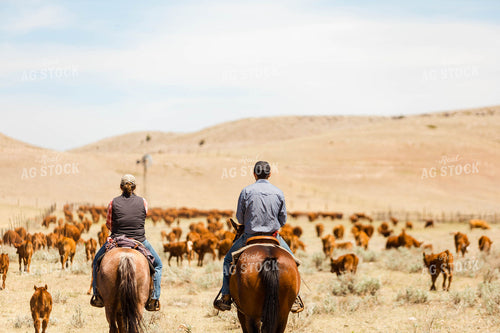 Ranchers Gathering Cattle on Horseback 97215