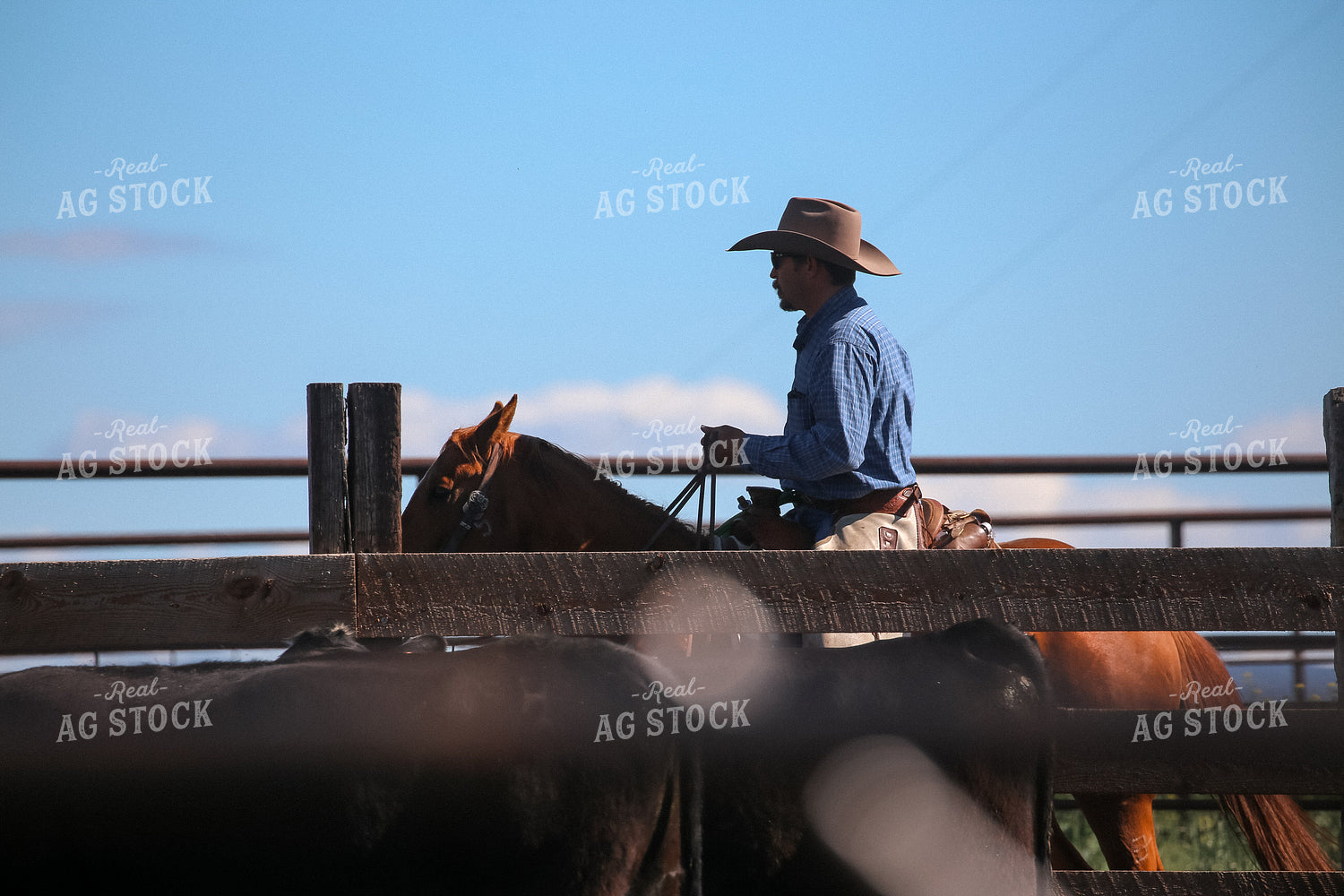 Rancher on Horseback Processing Cattle 275023