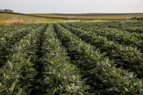 Soybean Field 67375