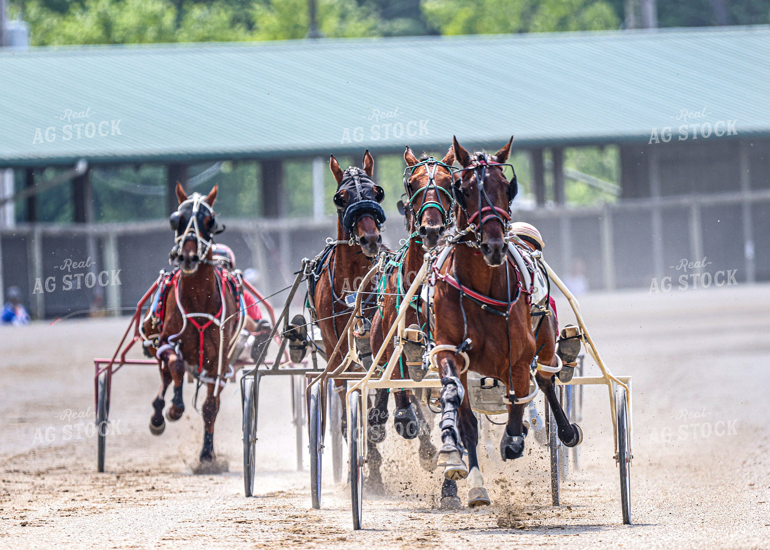 Horse Racing 160256
