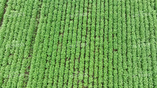 Aerial of Mid Season Soybeans 52669